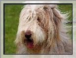 Bearded collie, J�zyk