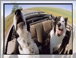 Psy, Bearded Collie, Kabriolet